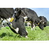 Graslandvernieuwing loont: 1,4 liter méér melk door beter gras